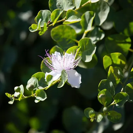 Tenuta Di Castellaro Winery & Resort