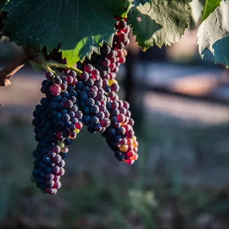 Tenuta Di Castellaro Winery & * Lipari (Isola Lipari)