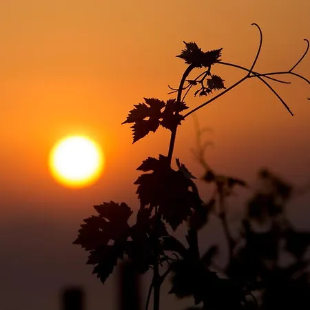 Resort Tenuta Di Castellaro Winery &