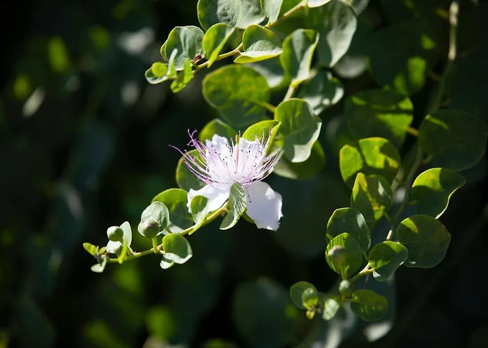 Tenuta Di Castellaro Winery & 리조트