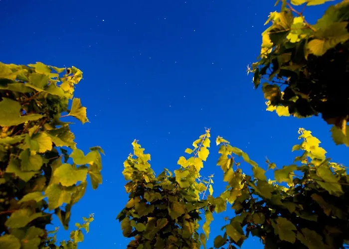 منتجع Tenuta Di Castellaro Winery & *