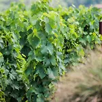 Tenuta Di Castellaro Winery & *