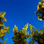 리조트 Tenuta Di Castellaro Winery & *