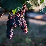 Tenuta Di Castellaro Winery & * 리파리