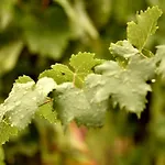 Tenuta Di Castellaro Winery &