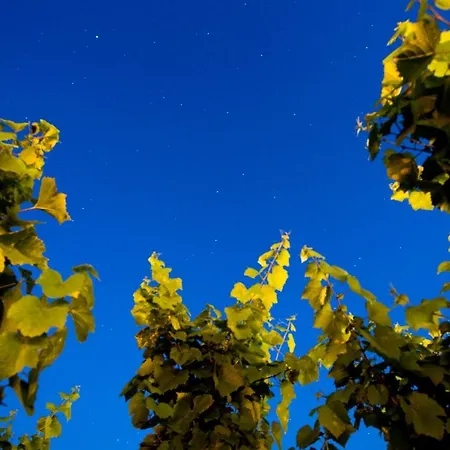 אתר נופש Tenuta Di Castellaro Winery & *