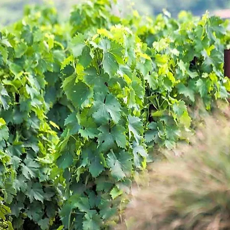 Tenuta Di Castellaro Winery & Resort Lipari (Isola Lipari)