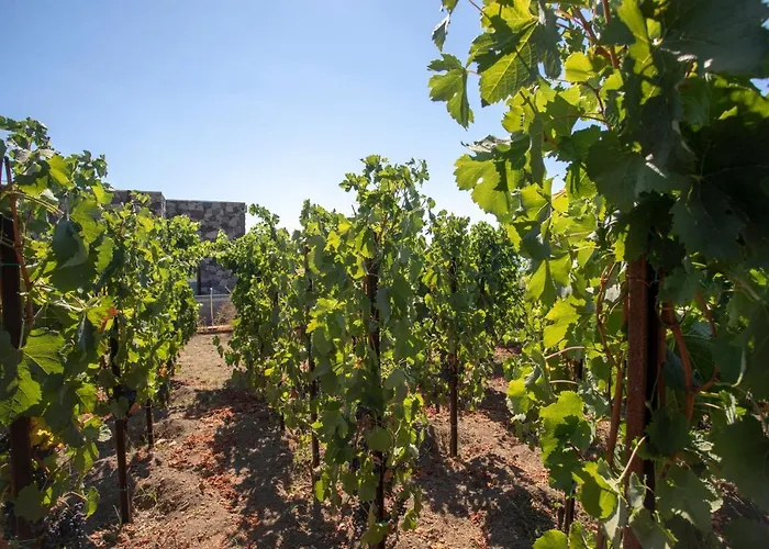 Tenuta Di Castellaro Winery & Resort *