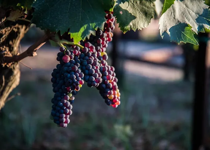Tenuta Di Castellaro Winery & * Lípara