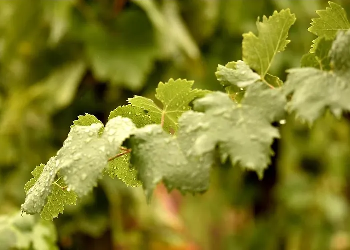 Tenuta Di Castellaro Winery &