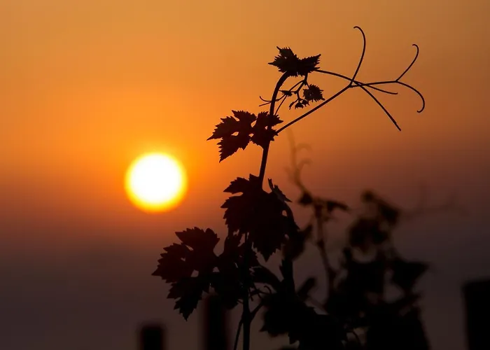 Resort Tenuta Di Castellaro Winery &